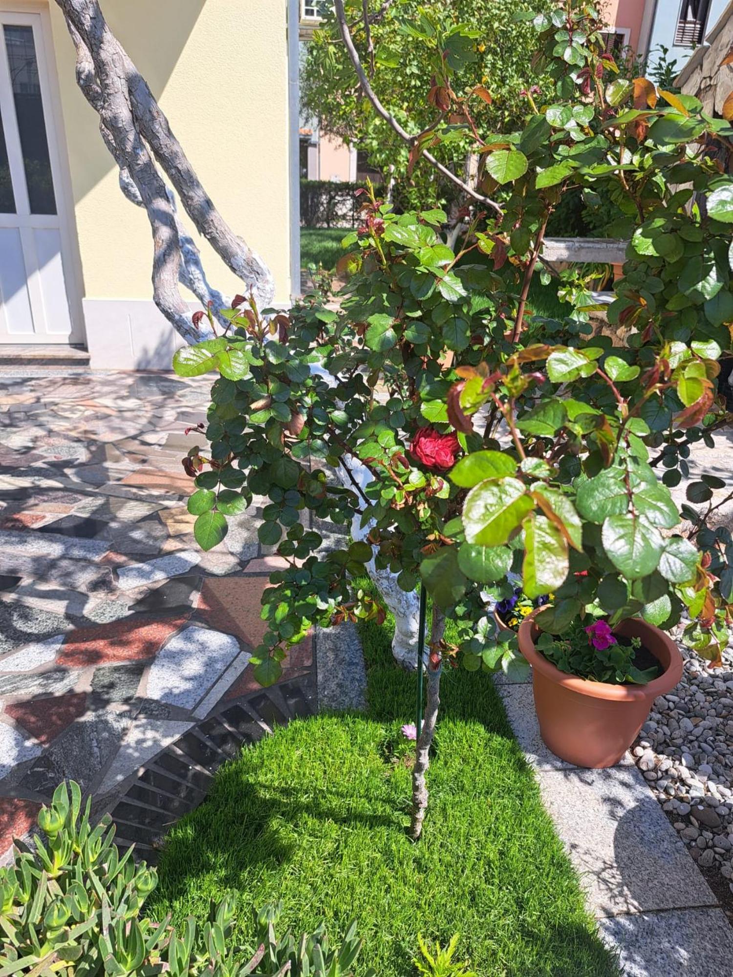 פודסטראנה Apartments Nena מראה חיצוני תמונה