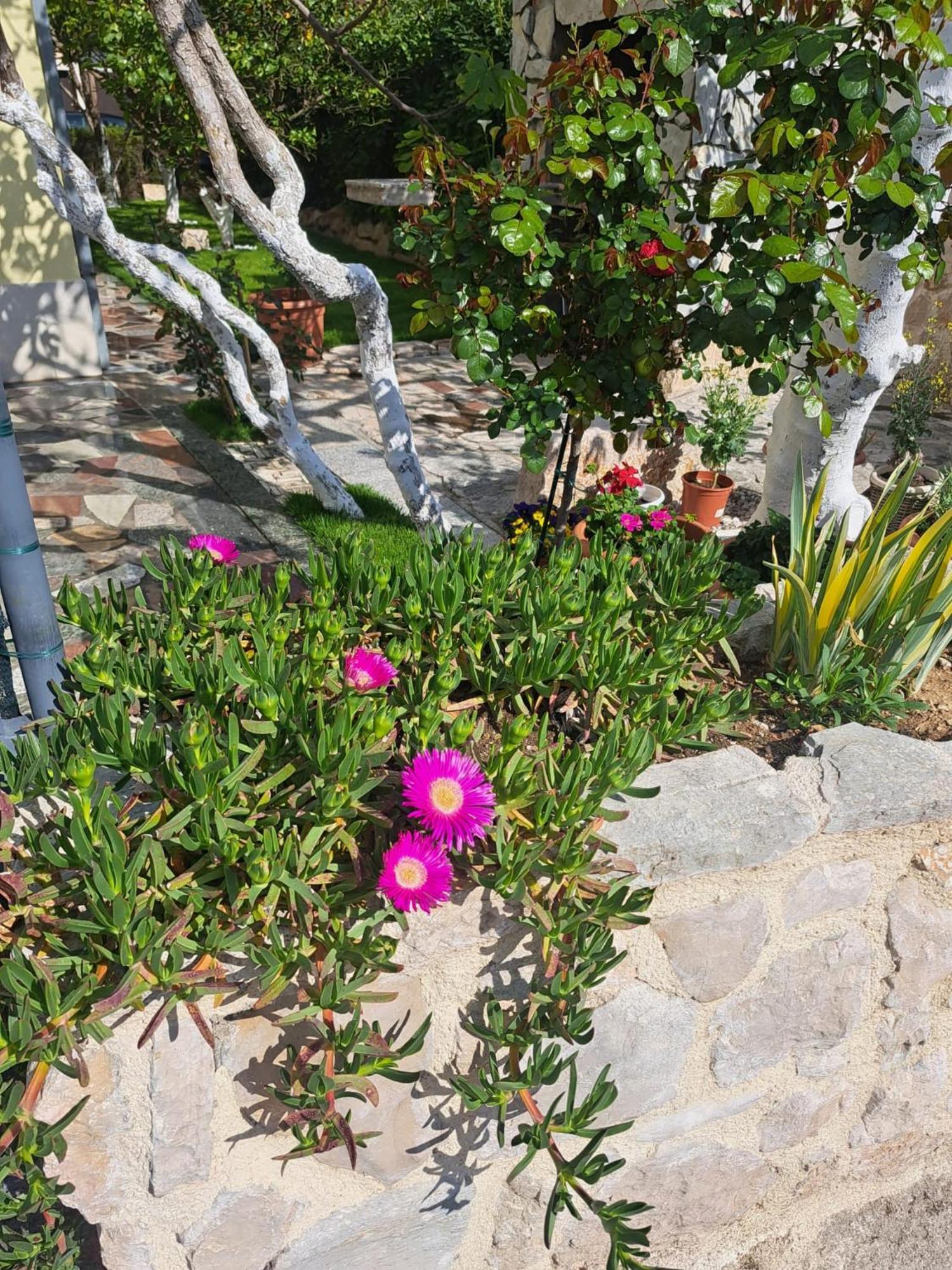 פודסטראנה Apartments Nena מראה חיצוני תמונה